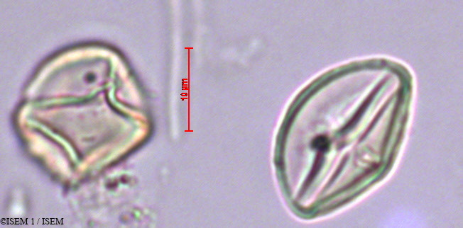 ISEM 1/Umbilicus_rupestris_29385/Umbilicus_rupestris_29385_0003(copy).jpg